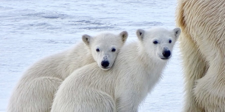 L'Orso Polare e Pack Ice 
